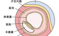 怀孕日历表 免费