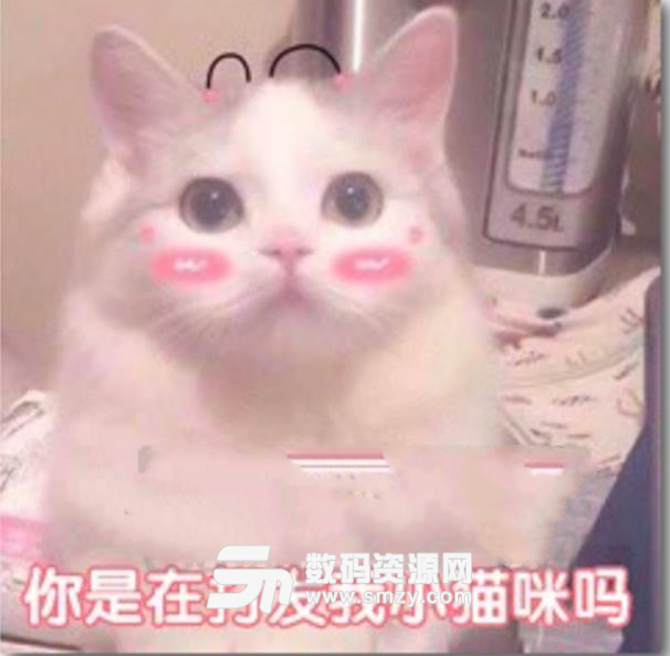 猫娘QQ机器人