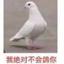 鸽子qq表情包