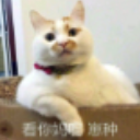 小老弟你怎么肥四猫咪qq表情包