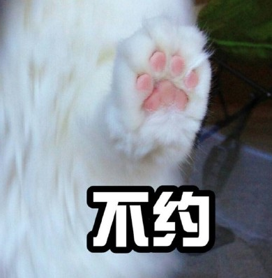 萌猫咪表情 高清版