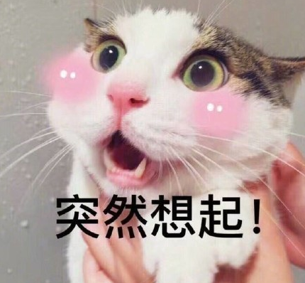 猫咪突然想起你表情包 高清版