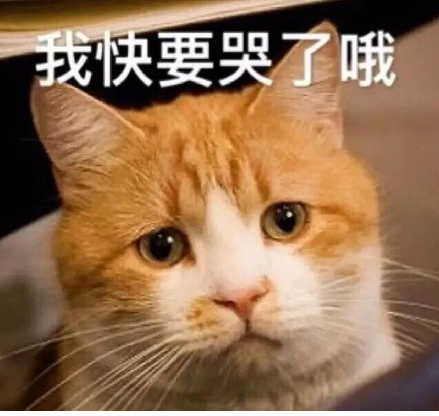 人民的猫奴表情包 无水印版