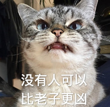 猫宇宙最凶qq表情包