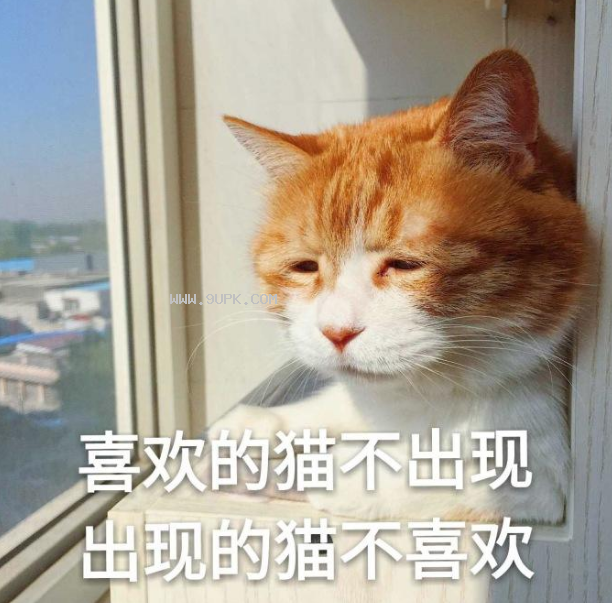 橘猫撩妹qq表情包