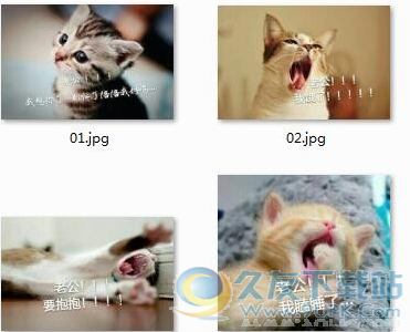 小猫歪头喊老公表情包