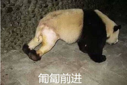 大熊猫脱裤子表情包 高清版